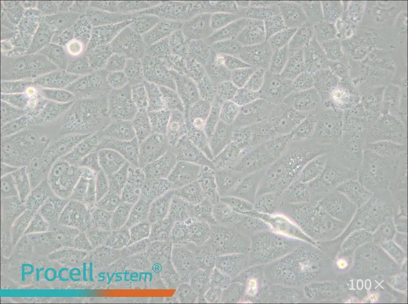 SK-LU-1 Cell Complete Medium - 3
