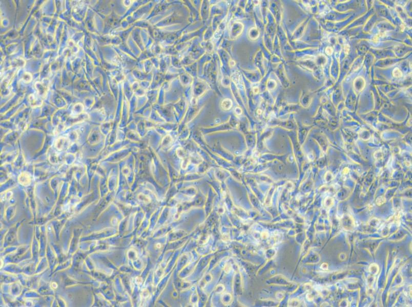 EBC-1 Cell Complete Medium - 4