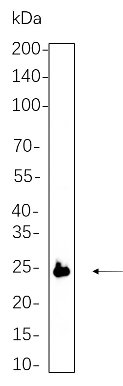 Recombinant eIF4E Monoclonal Antibody-searchlist-1