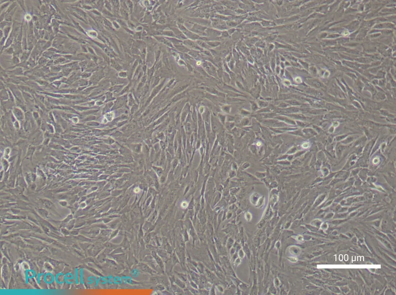 Mouse Bladder Fibroblast Complete Medium - 2