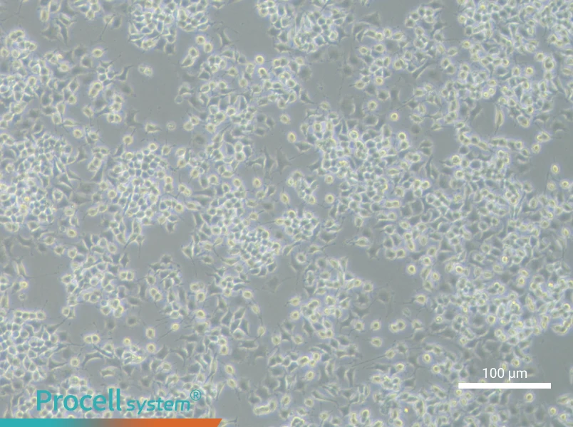 RLE-6TN Cell Complete MediumRLE-6TN Cell Complete Medium - 1