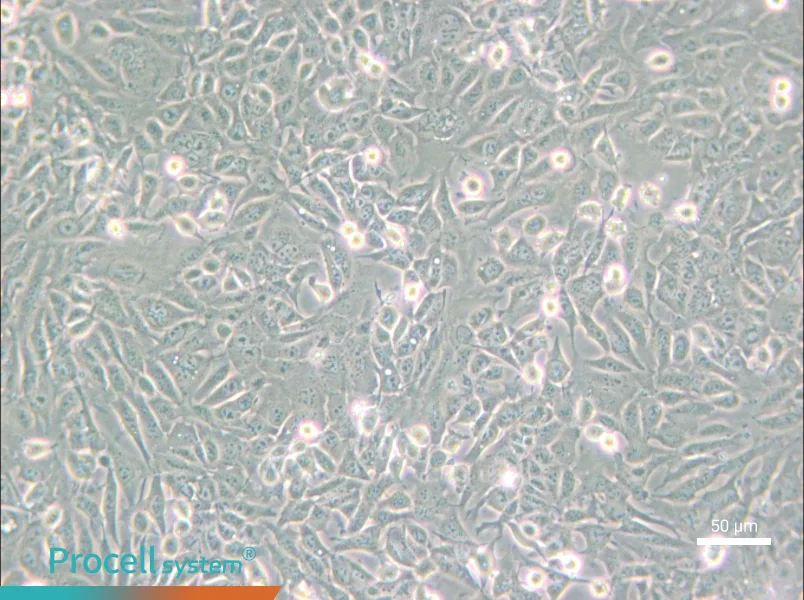 SV40 MES 13 Cell Complete Medium - small - 5