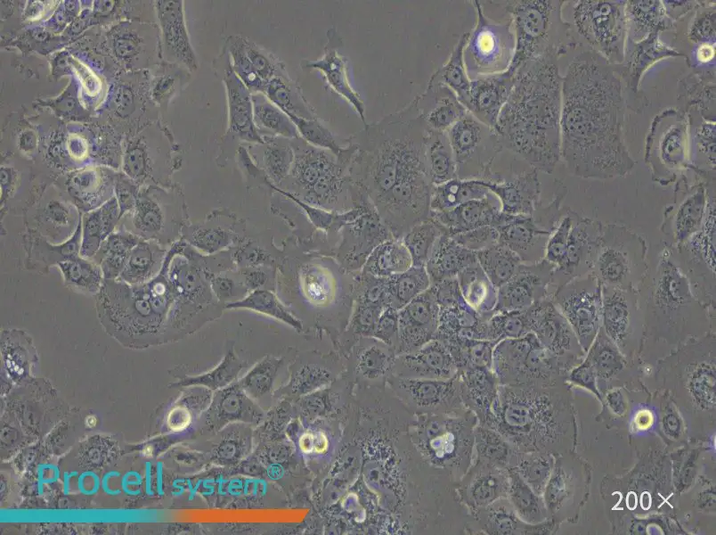 SW 1990 (DMEM) Cell Complete Medium - 4