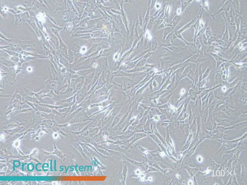 SK-LMS-1 Cell Complete MediumSK-LMS-1 Cell Complete Medium - 2