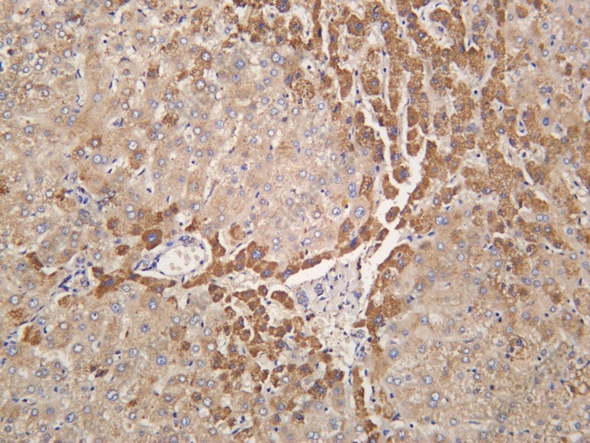 Recombinant PRX III Monoclonal Antibody - 2