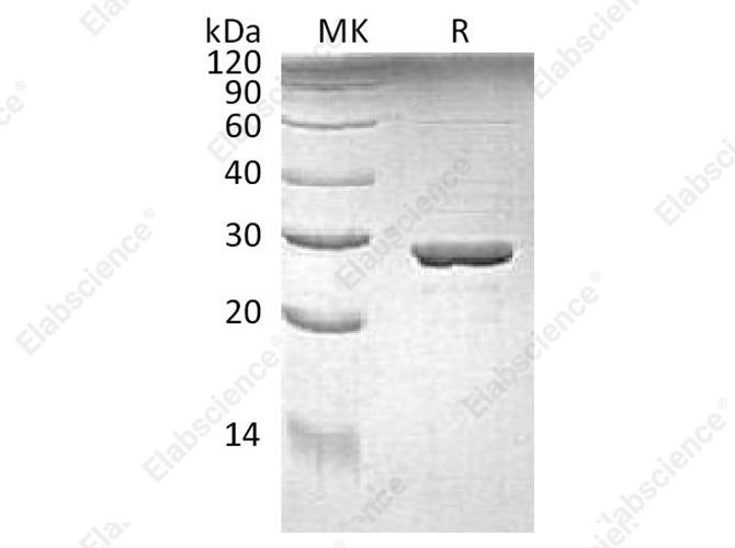Recombinant E.coli Tryptophan Synthase α Chain/Trp A Protein - 1