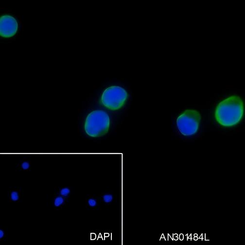 Recombinant CD62L Monoclonal Antibody - small - 5