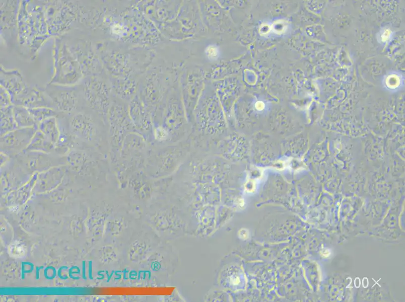 PLC/PRF/5 Cell Complete Medium - 5