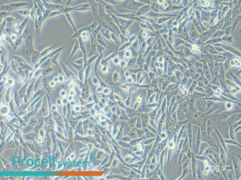 SK-UT-1 Cell Complete Medium - small - 6