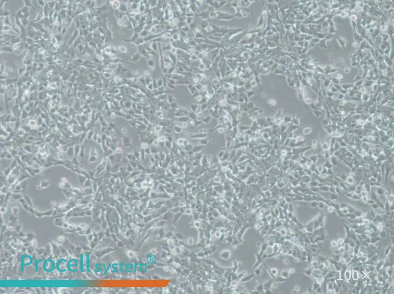 SK-N-DZ Cell Complete Medium - 2