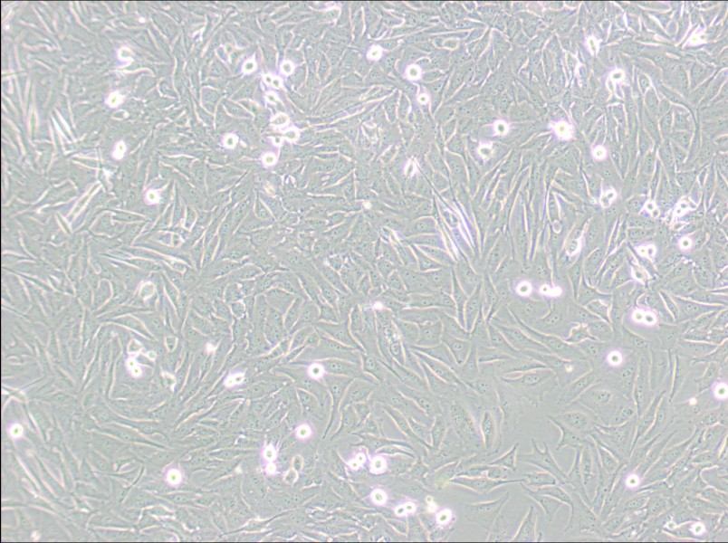 A2058 Cell Complete Medium - 3