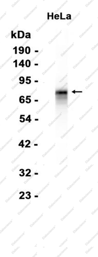 Recombinant DPEP1 Monoclonal Antibody - 1