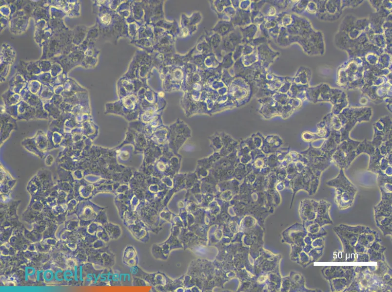 Beta-TC-6 Cell Complete Medium - small - 5