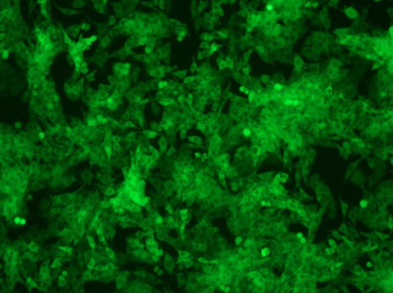 Panc02-GFP Cell Complete MediumPanc02-GFP Cell Complete Medium - 2