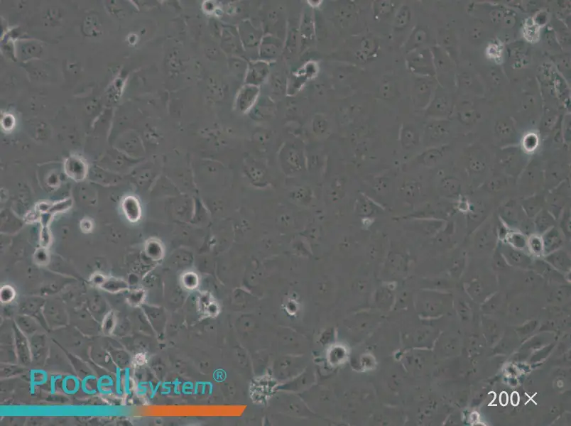 Panc 03.27 Cell Complete Medium - small - 6