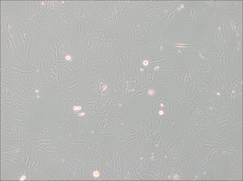 NCI-H196 Cell Complete Medium - 3