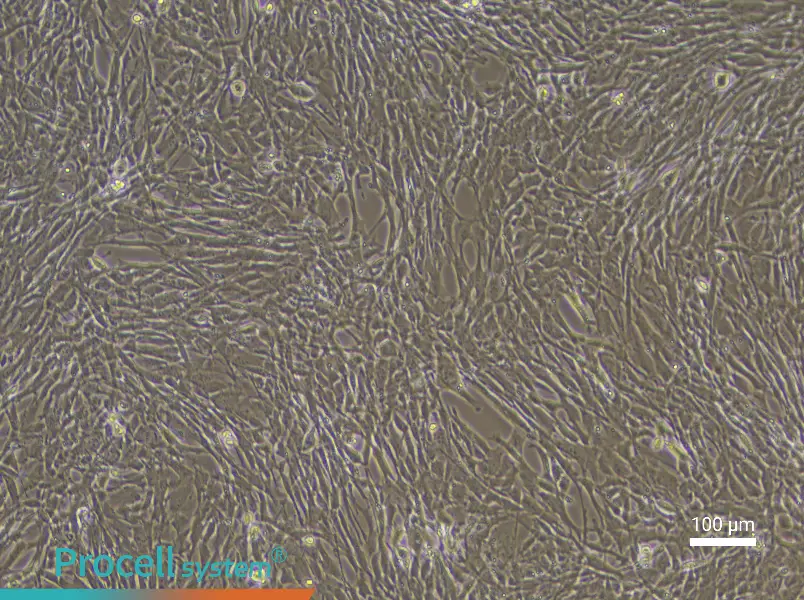 Mouse Endosteal Mesenchymal Stem Cell Complete Medium - 1