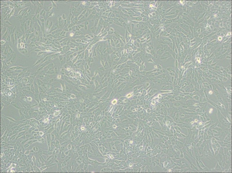 MCF 10A Cell Complete Medium-searchlist-1