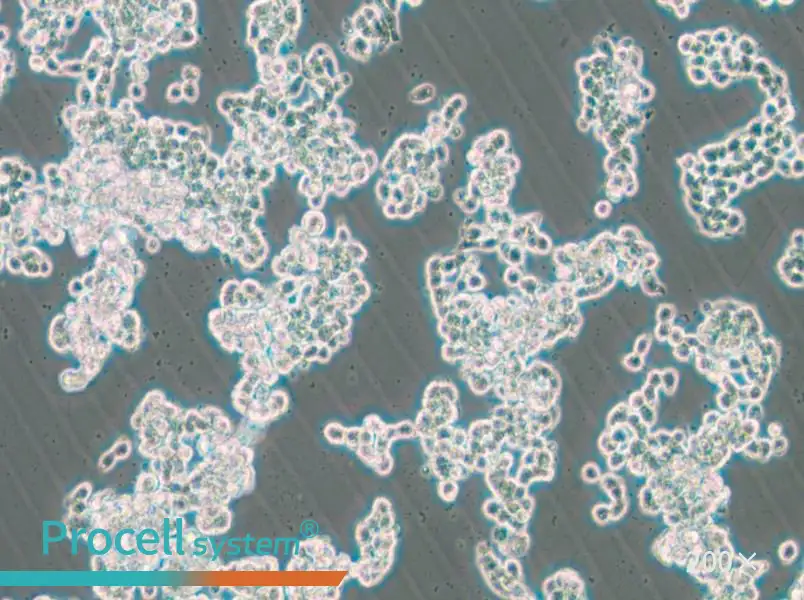 HCC1187 Cell Complete Medium - 6