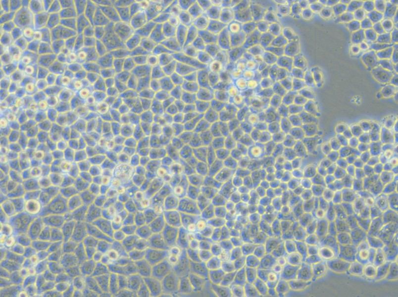 PC-9-DDP Cell Complete Medium - small - 6