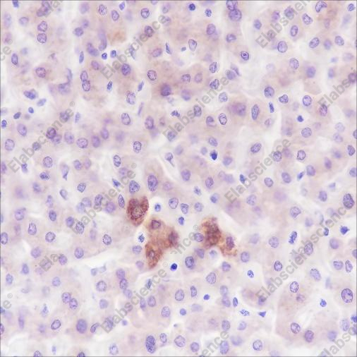 Recombinant PDK1 Monoclonal Antibody - 1