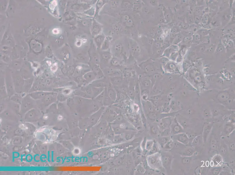 HT-1197 Cell Complete Medium - small - 5