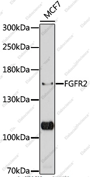 FGFR2 Polyclonal Antibody - 7