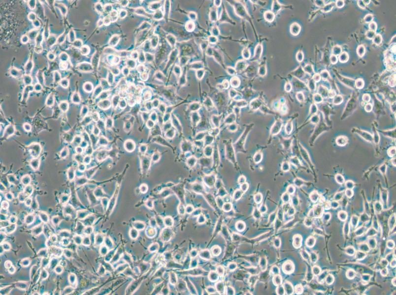 MADB106 Cell Complete Medium - 4