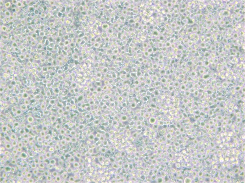 H9 [derivative of HuT 78] Cell Complete Medium - 4