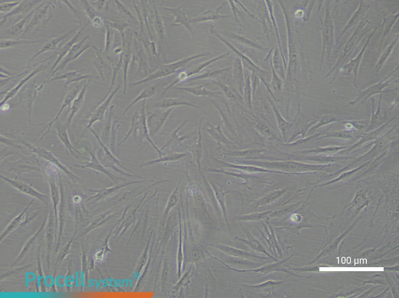 Human Aortic Adventitial Fibroblast Complete Medium - 3