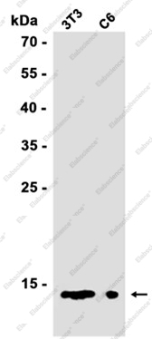 Recombinant Dynein Light Chain Tctex Type 1 Monoclonal Antibody - 2