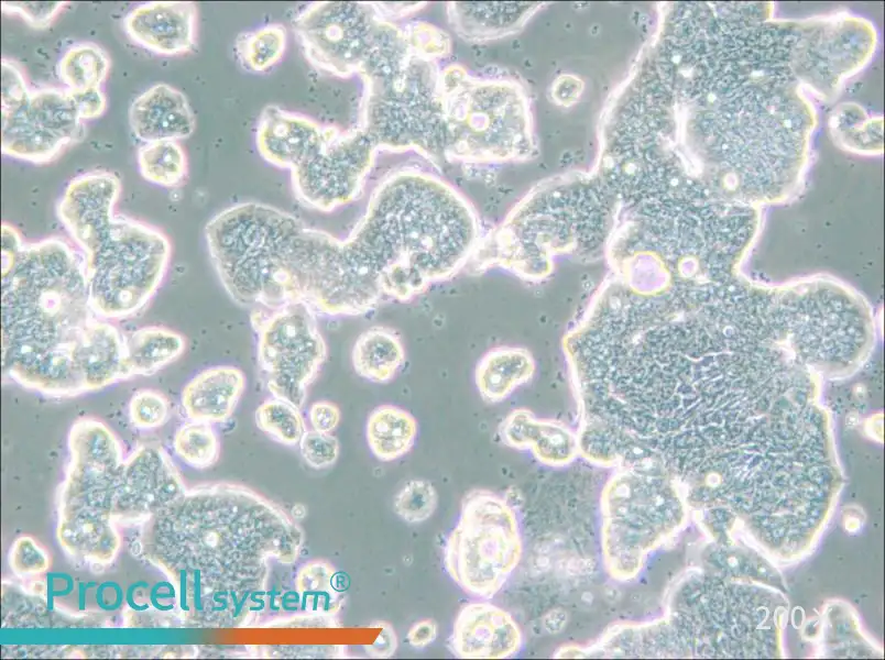 LS513 Cell Complete Medium - small - 4