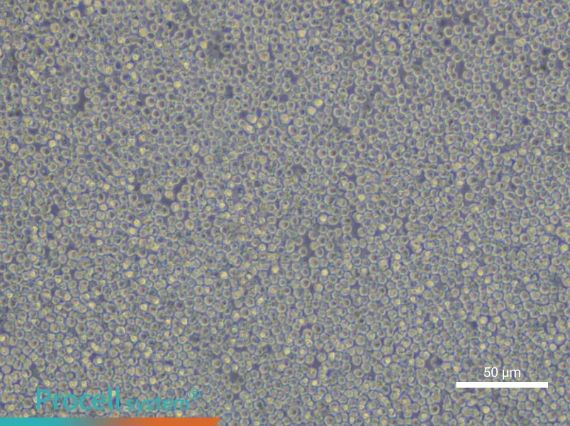NFS-60 Cell Complete Medium - small - 4