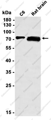 Recombinant ZYX Monoclonal Antibody - 1