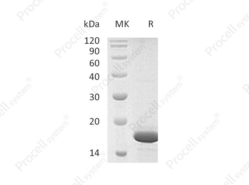 FGF-2/bFGF/FGF-b, Human, Recombinant