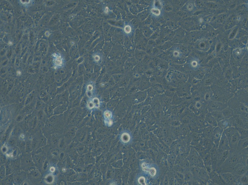 HuCC-T1 Cell Complete Medium - small - 6