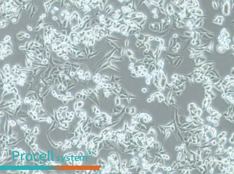 SUIT-2 Cell Complete Medium - 1