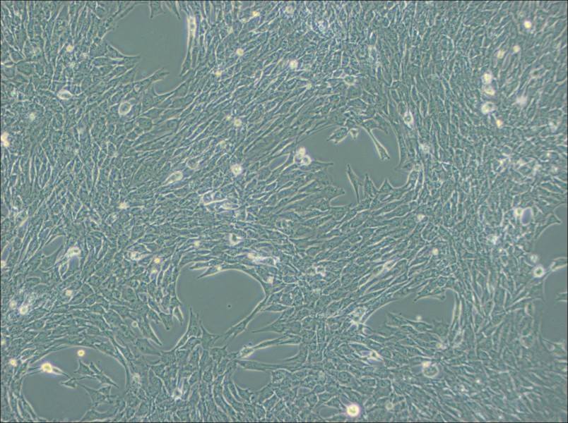 C2C12 Cell Complete Medium - 3