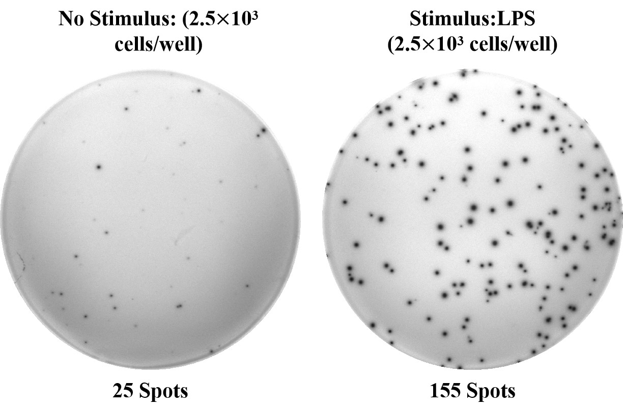 Human IL-2 (Interleukin 2) solid ELISPOT Kit-产品推荐-1