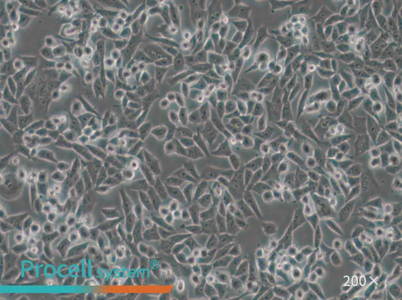 4T1 Cell Complete Medium - small - 5