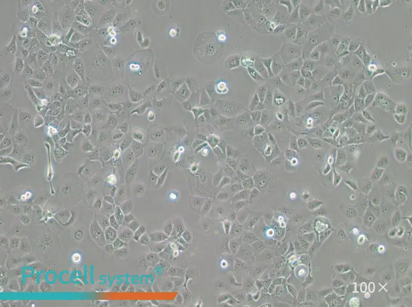 HCC1937 Cell Complete Medium - 1