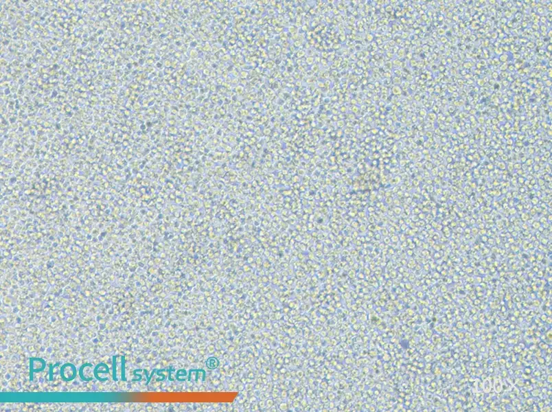 THP-1 Cell Complete Medium - 1