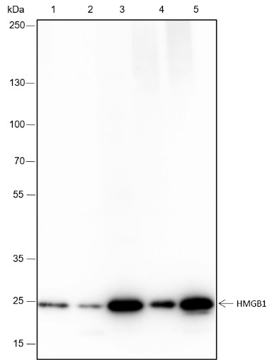 Recombinant HMGB1 Monoclonal Antibody-searchlist-1