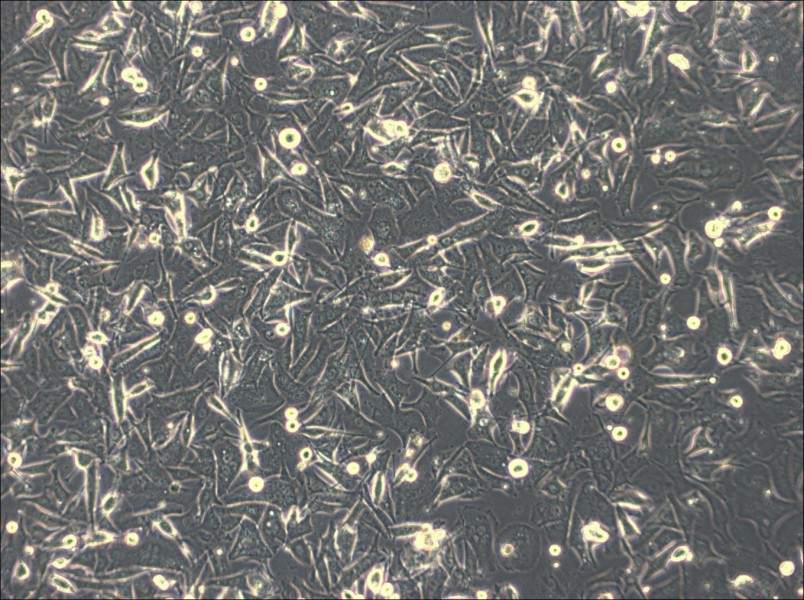 Malme-3M Cell Complete Medium-searchlist-1