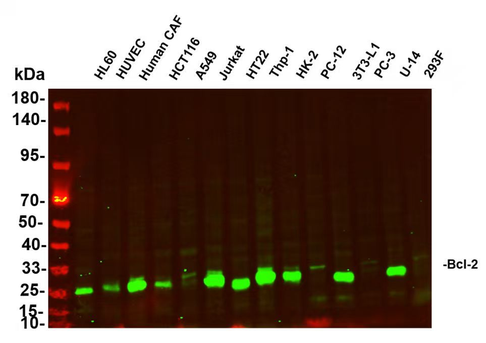 Recombinant Bcl-2 Monoclonal Antibody - 1