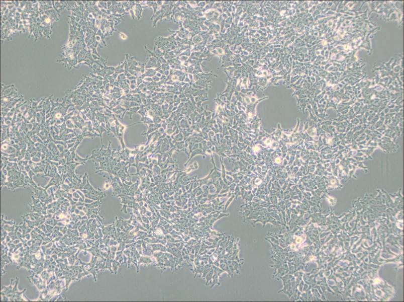 2V6.11 Cell Complete Medium2V6.11 Cell Complete Medium - 3