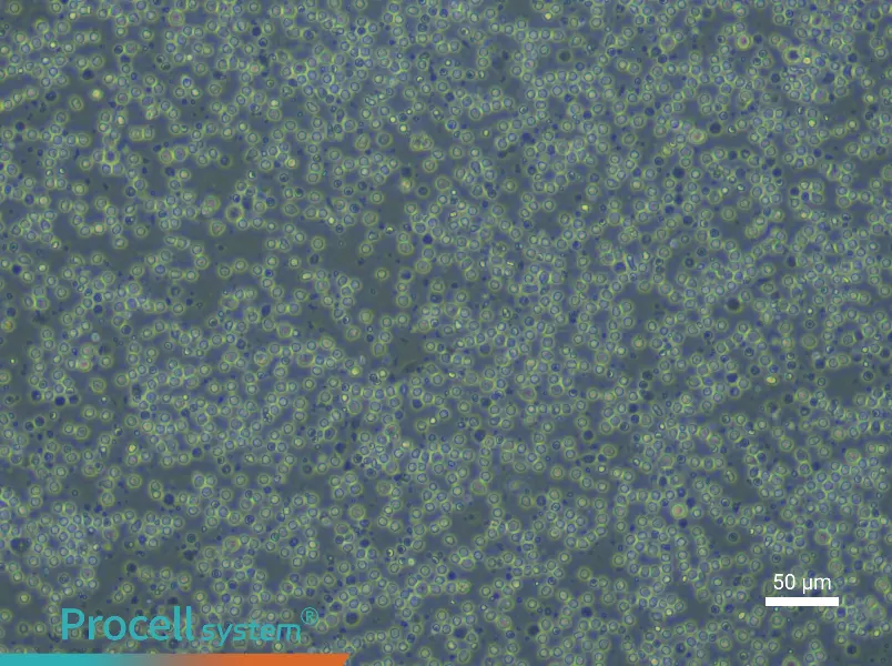 Mouse Splenic Lymphocyte Complete Medium - 4