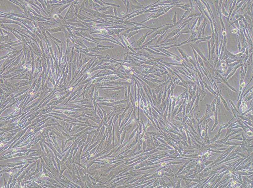 GCT Cell Complete Medium - 3