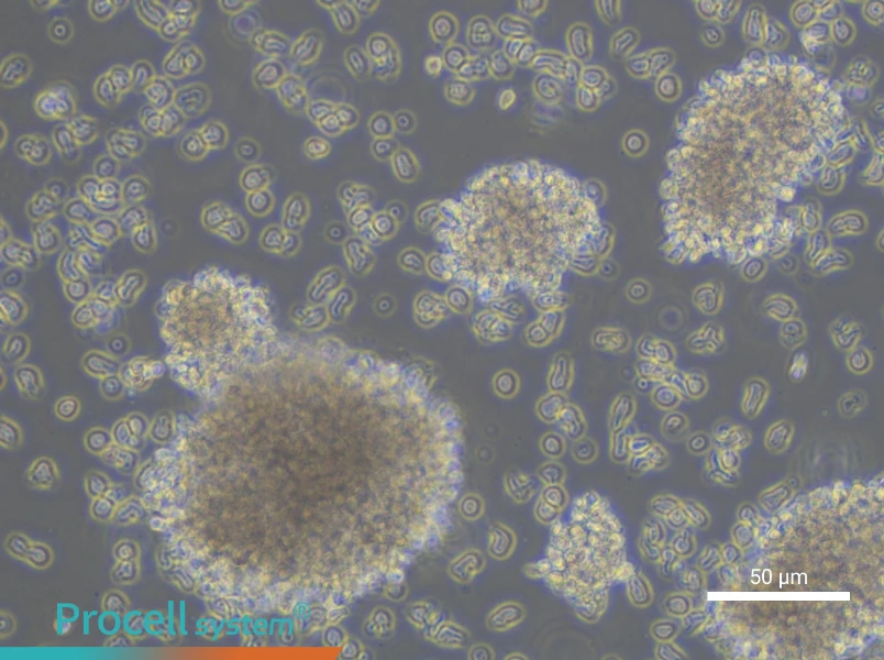 YAC-1 Cell Complete Medium - small - 6