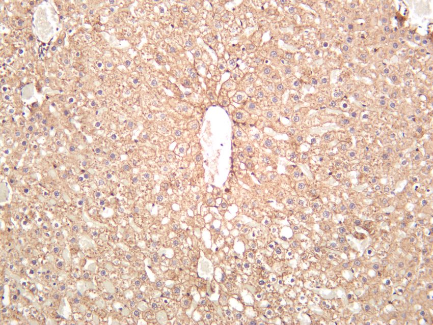 Recombinant N-Cadherin/CD325/CDH2 Monoclonal Antibody - small - 5